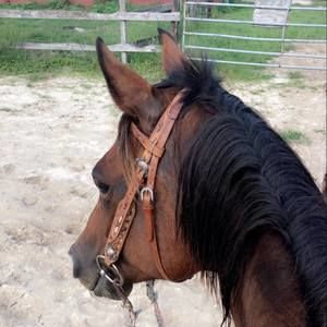 Meet your Posher, Dani